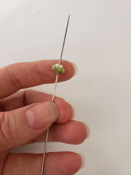 Thread in the smallest blossom Thread in the smallest blossom