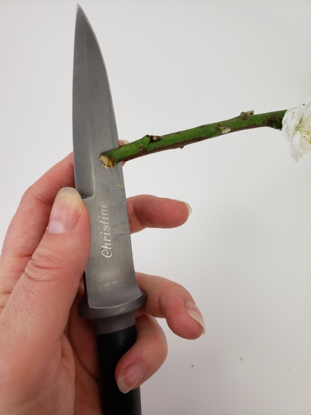 Turn the twig and cut another slit Turn the twig and cut another slit