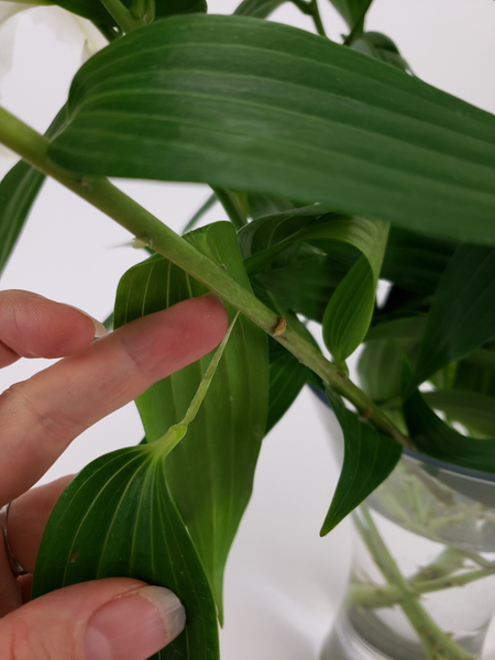 Gently peel the leaf from the stem