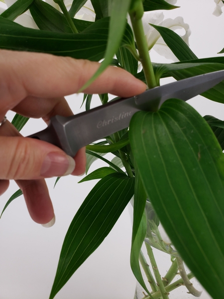 Make a small cut into the stem right where the leaf and stem meets Make a small cut into the stem right where the leaf and stem meets