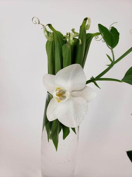 Minimal Phalaenopsis orchid flower design Minimal Phalaenopsis orchid flower design