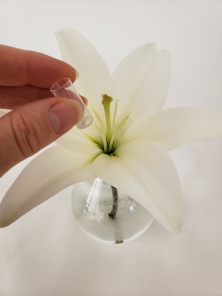 Place tiny water tubes into the trumpet of the flower Place tiny water tubes into the trumpet of the flower