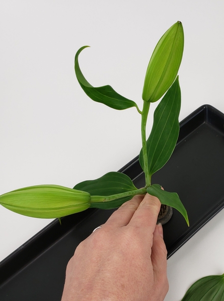 Place the flower in the Kenzan and fill the container with water Place the flower in the Kenzan and fill the container with water
