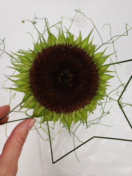 Add tiny blobs of glue to the grass ends and insert it around the outside edge of the sunflower Add tiny blobs of glue to the grass ends and insert it around the outside edge of the sunflower