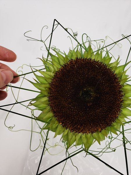 Create a collar that radiates out all around the flower Create a collar that radiates out all around the flower