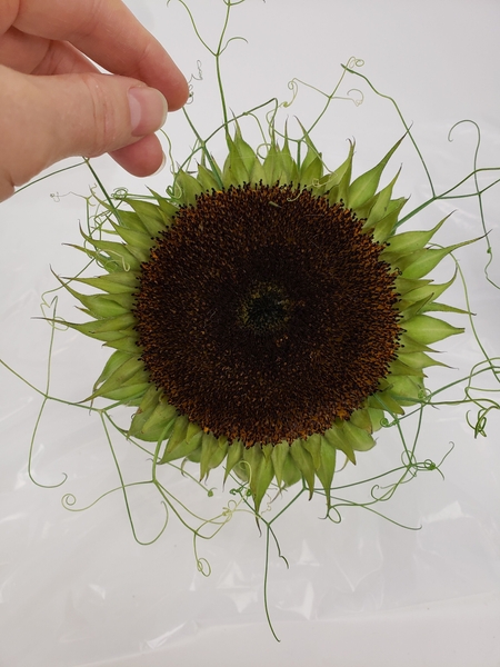 Glue the tendrils so that it radiates out all the way around the flower head Glue the tendrils so that it radiates out all the way around the flower head
