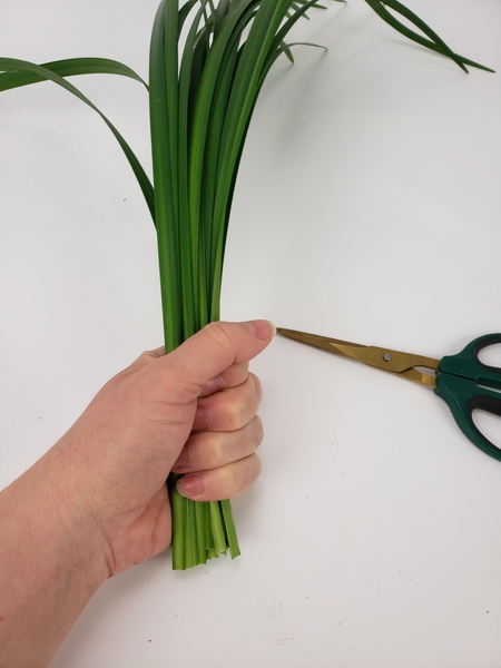 Measure out a bunch of lily grass to cut Measure out a bunch of lily grass to cut