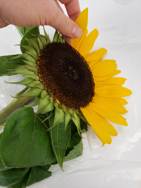 Pick the petals from a large sunflower