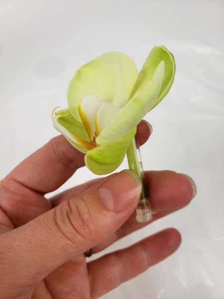 Place the orchid in a drinking straw water tube Place the orchid in a drinking straw water tube