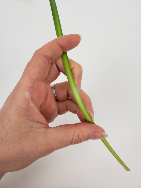 Test the flexibility of the blade of grass