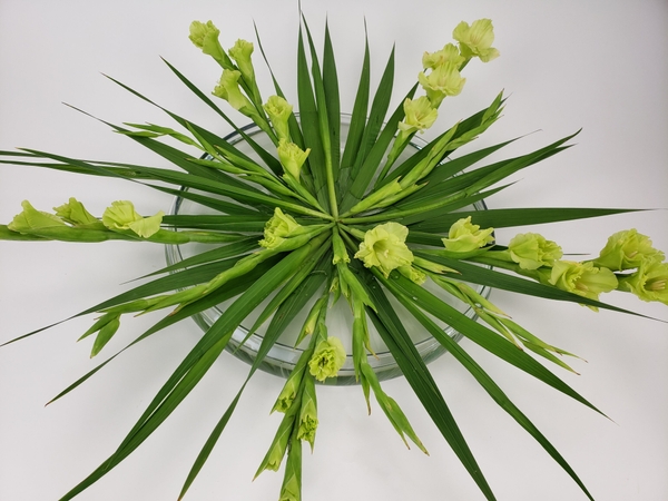 Cut Gladiolus flower spikes arrange in a shallow container Cut Gladiolus flower spikes arrange in a shallow container
