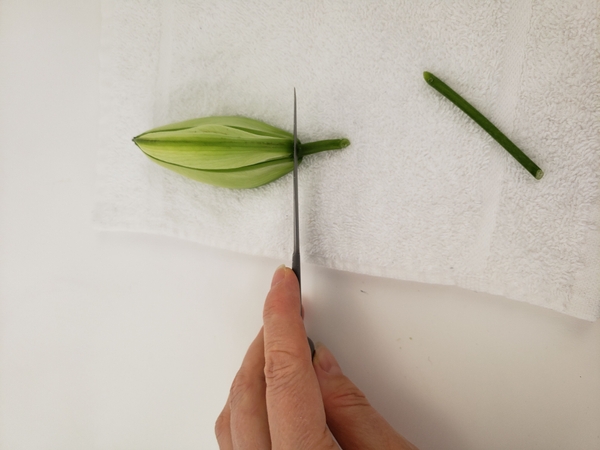 Cut into the flower bud with a sharp knife Cut into the flower bud with a sharp knife