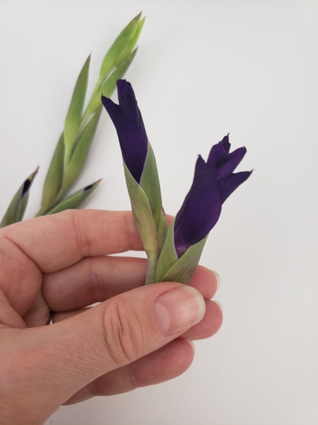 Cut the close buds right between the flowers Cut the close buds right between the flowers