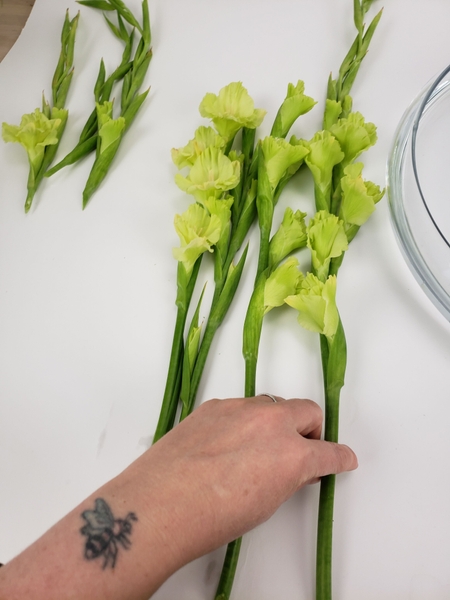 Cut the Gladiolus flower spikes into three equal sections Cut the Gladiolus flower spikes into three equal sections