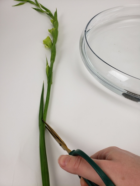 Cut the stem at an angle so that the cut follows the foliage line Cut the stem at an angle so that the cut follows the foliage line
