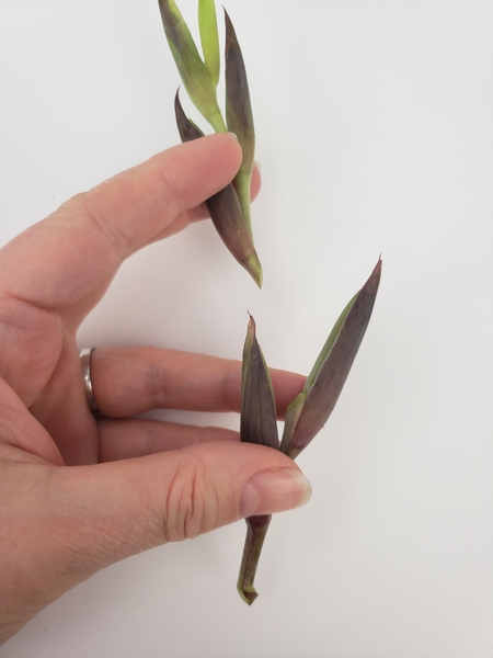 Follow the line where the flower grows so that the cut is concealed. Follow the line where the flower grows so that the cut is concealed.