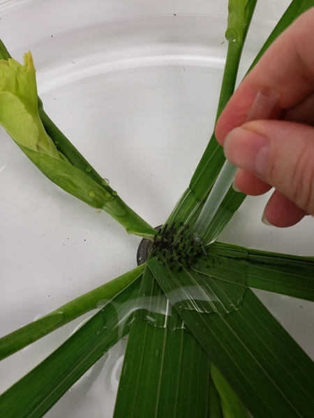 Layer the leaves and continue to press it all the way down Layer the leaves and continue to press it all the way down