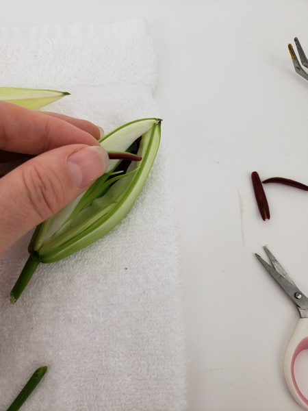 Pick out the stamens Pick out the stamens