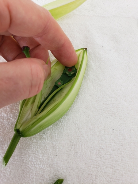 Slip the BoutStix Floral Magnet into the hollow flower bud Slip the BoutStix Floral Magnet into the hollow flower bud