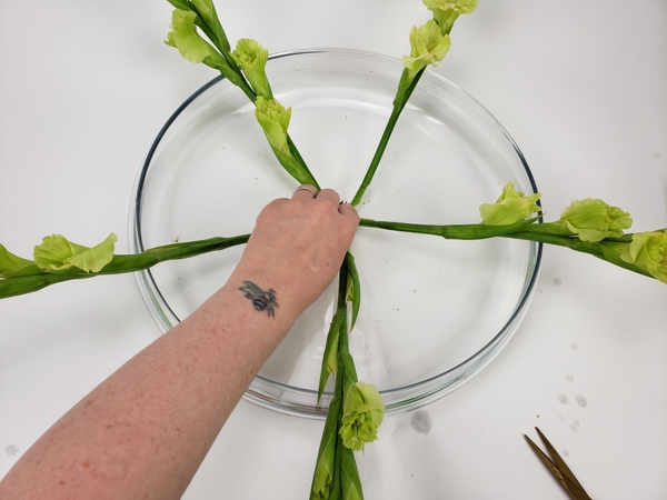 The flower stems should radiate out like the spikes of a wheel The flower stems should radiate out like the spikes of a wheel