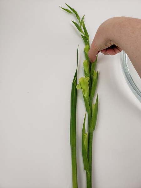 You can tuck the cut stem back into the foliage to use in a design You can tuck the cut stem back into the foliage to use in a design