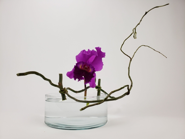 Cattleya orchid ikebana flower arrangement Cattleya orchid ikebana flower arrangement