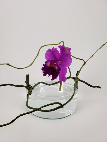 Designing with a Cattleya orchid in a contemporary flower arrangement Designing with a Cattleya orchid in a contemporary flower arrangement