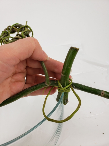 Secure the branch to the split twig with a fresh willow twig Secure the branch to the split twig with a fresh willow twig