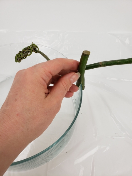 Slip the split twig over the edge of a container Slip the split twig over the edge of a container
