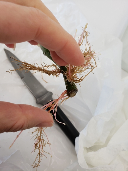 Carefully inspect the branch so that you do not remove the roots when you cut into it Carefully inspect the branch so that you do not remove the roots when you cut into it