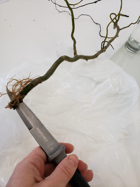 Cut a slit into the twig between the roots
