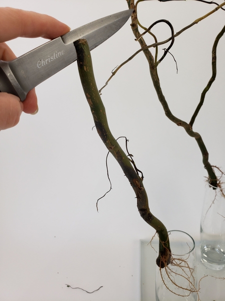 Cut the twigs off of one of the branches and cut a slit into it Cut the twigs off of one of the branches and cut a slit into it