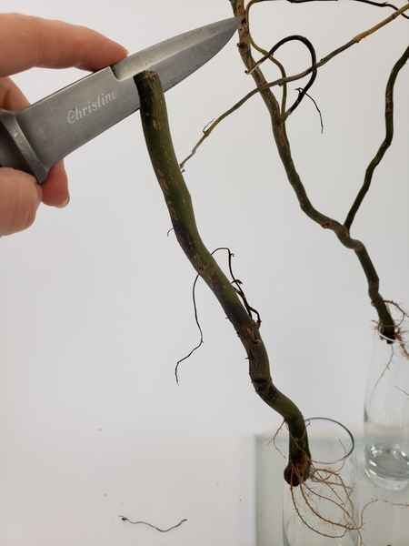 Cut the twigs off of one of the branches and cut a slit into it