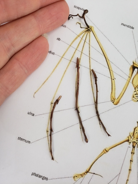 Every now and again go back to the skeleton picture and match the bits of bat Every now and again go back to the skeleton picture and match the bits of bat