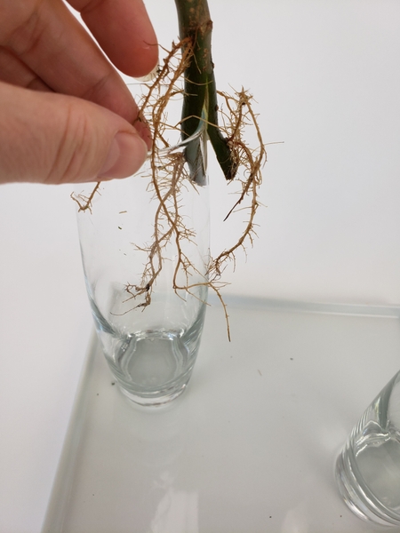 Fluff out the roots so that it looks like it is floating Fluff out the roots so that it looks like it is floating