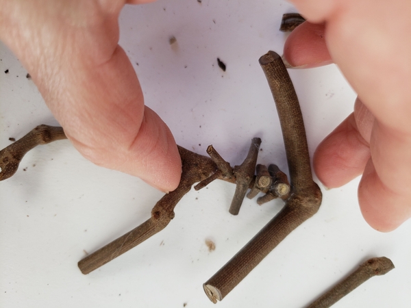 I used these small forks in the twigs to build up the rib cage I used these small forks in the twigs to build up the rib cage
