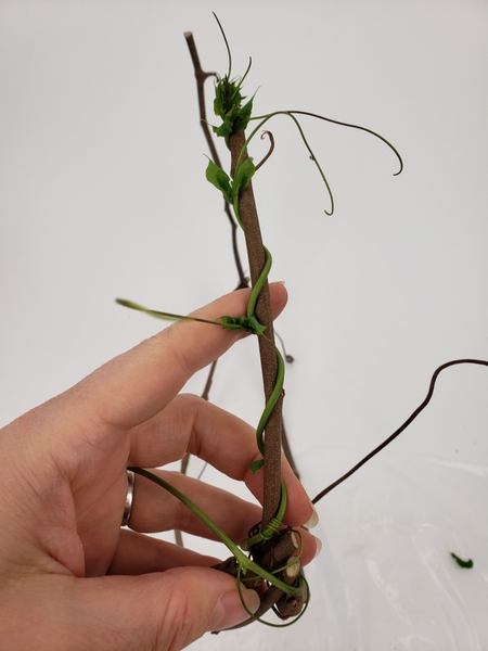 Make sure you allow all the tendrils to dangle freely Make sure you allow all the tendrils to dangle freely