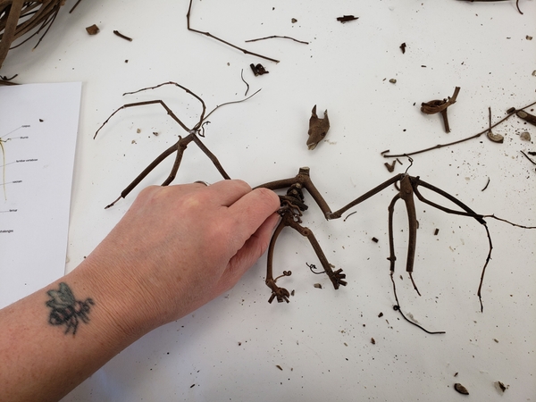 Make your own bat skeleton from twigs Make your own bat skeleton from twigs