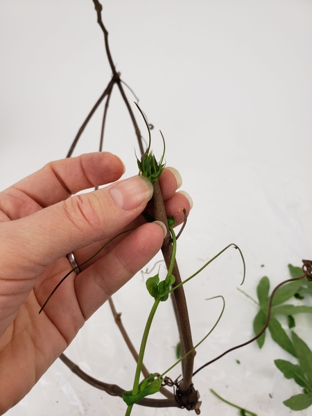 Secure the bud of the vine to the one end of the dried vine Secure the bud of the vine to the one end of the dried vine
