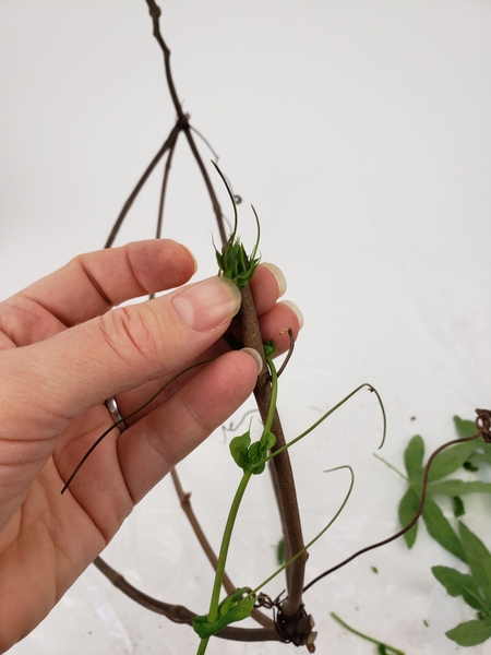 Secure the bud of the vine to the one end of the dried vine