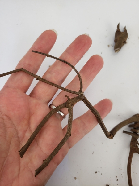 The wings are also forks in twigs The wings are also forks in twigs