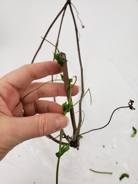 Twirl wrap the fresh vine around the dried vine Twirl wrap the fresh vine around the dried vine