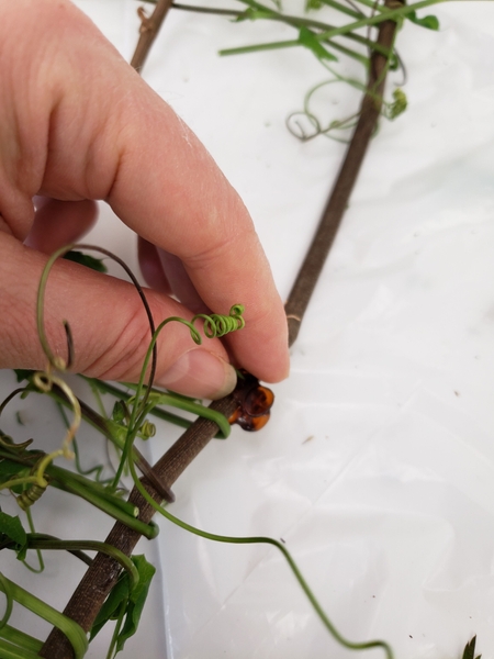 Use a tiny butterfly hair clip to keep the thinner stems in place while you get a fresh vine stem ready to weave in Use a tiny butterfly hair clip to keep the thinner stems in place while you get a fresh vine stem ready to weave in