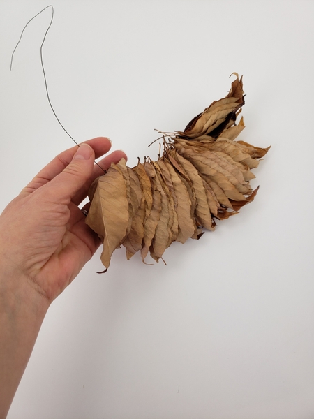 The leaves are now all shriveled and curled in a similar shape The leaves are now all shriveled and curled in a similar shape