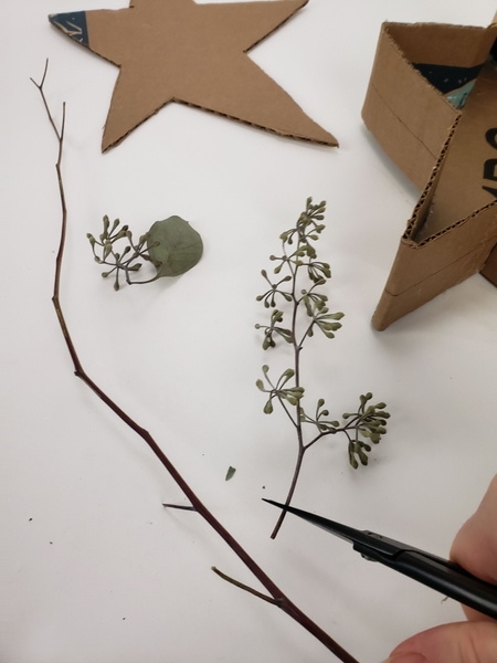 Cut some eucalyptus seedpods and stems Cut some eucalyptus seedpods and stems