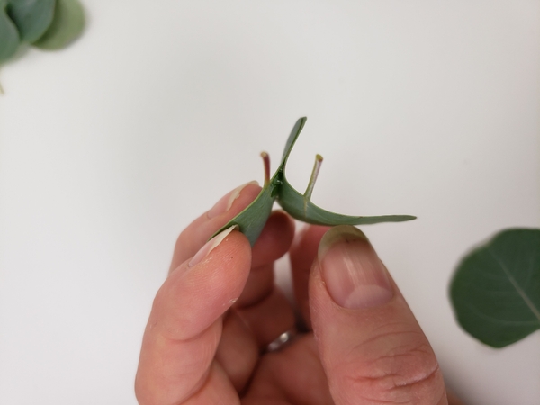 Glue the second leaf to the first Glue the second leaf to the first