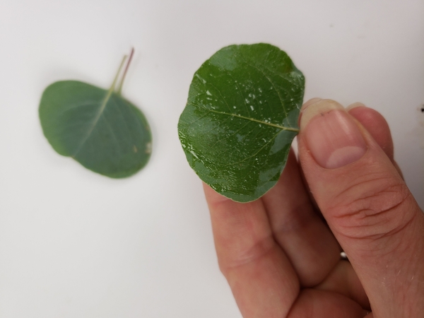 Paint the third leaf with floral glue Paint the third leaf with floral glue