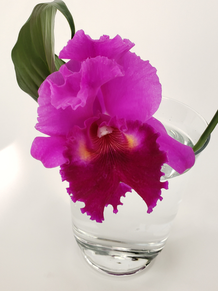 Contemporary and sustainable flower arrangement with a Cattleya orchid