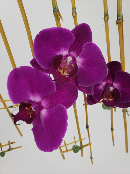 Phalaenopsis orchids in a contemporary floral design
