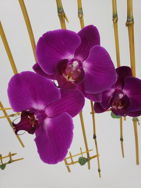 Phalaenopsis orchids in a contemporary floral design Phalaenopsis orchids in a contemporary floral design